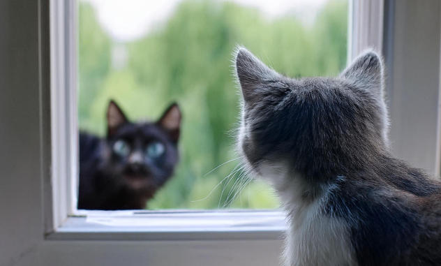 Un gato relajado junto a una ventana comparado con otro explorando el jardín, representando estilos de vida de interior y exterior.