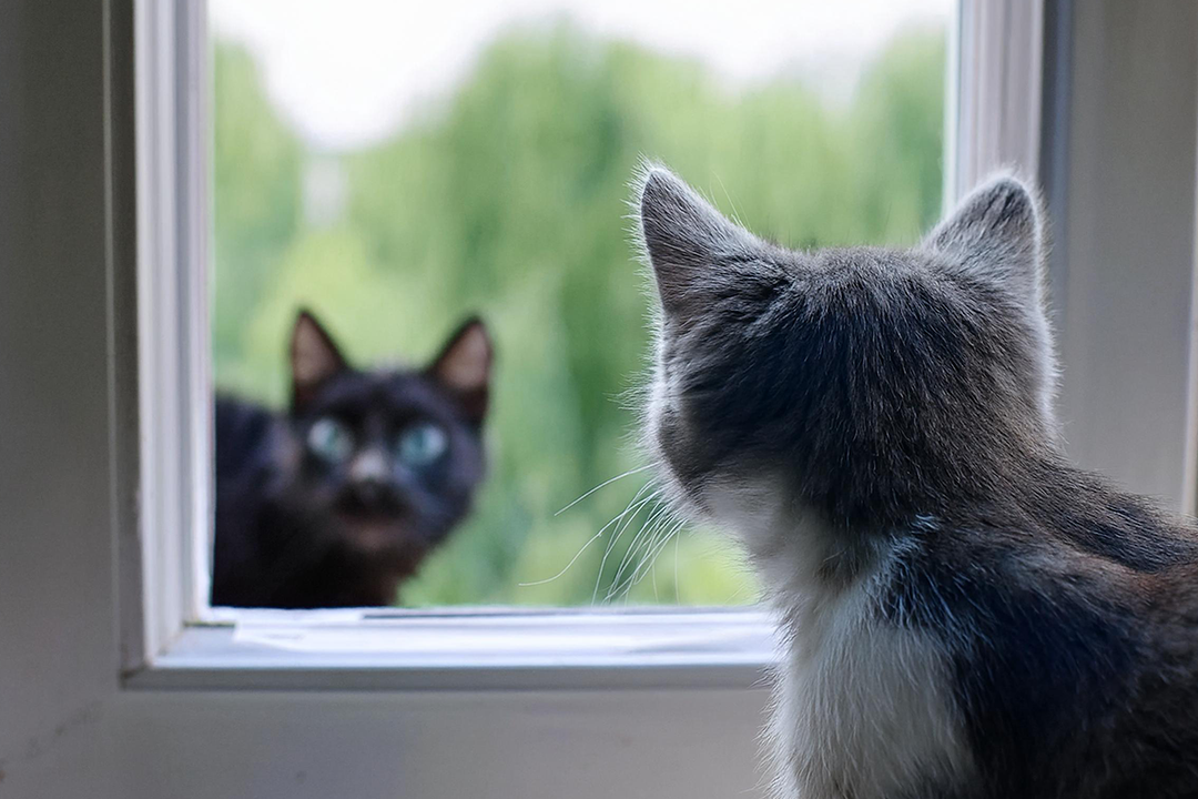 Un gato relajado junto a una ventana comparado con otro explorando el jardín, representando estilos de vida de interior y exterior.