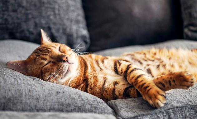 Gato dormido en una almohada suave junto a una bolsa de croquetas Minino®