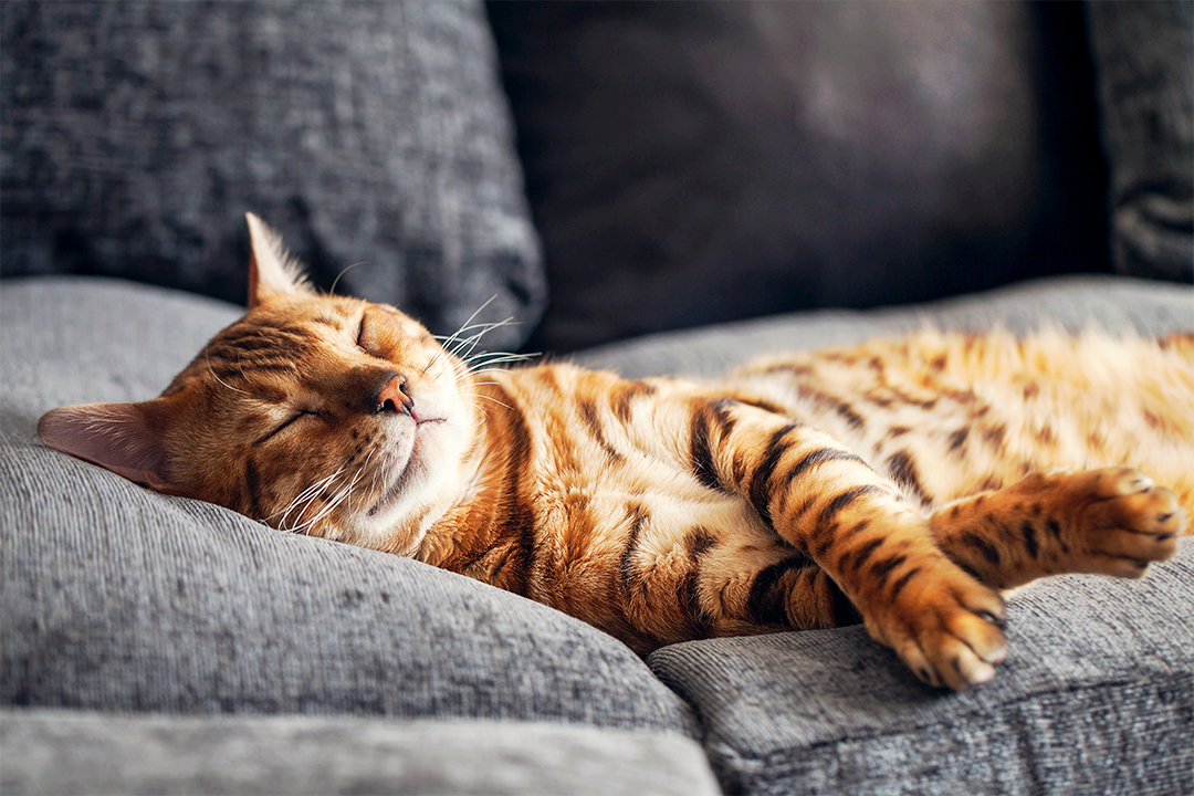 Gato dormido en una almohada suave junto a una bolsa de croquetas Minino®